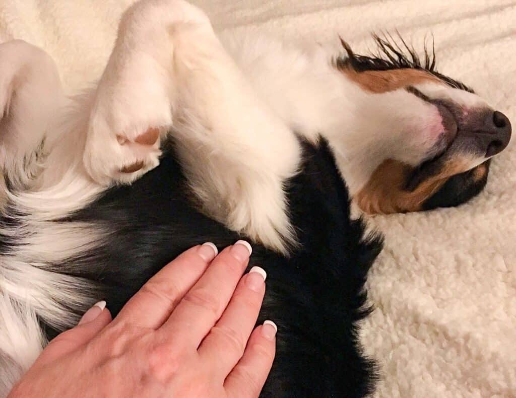 A happy dog having a Reiki treatment room at The Garden Rooms in South Devon.