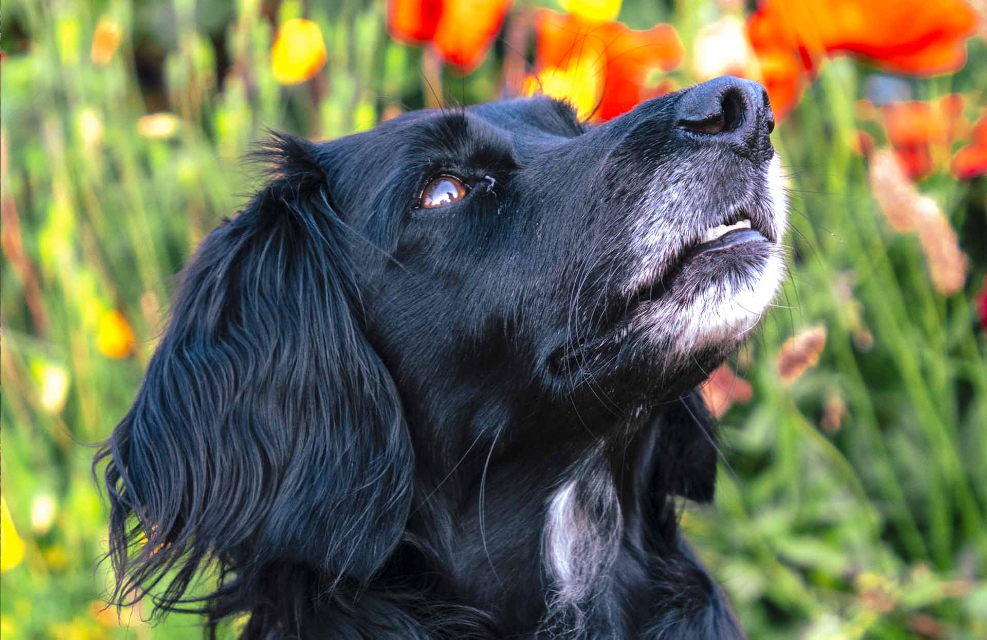 A dog sitting in a floral garden waiting for his Reiki Treatment at the Garden Rooms, South Devon.